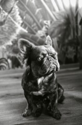Nahaufnahme der französischen Bulldogge Molly, der Empfangschefin von Dan's Garage. Der kleine, dunkle Welpe sitzt auf einem hellen Untergrund und schaut aufmerksam in die Kamera.